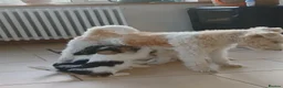 Fox Terrier dogs for sale: KC Wire haired fox terrier pups based in Kent - Advert 6