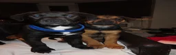 Mixed Breed dogs for sale: Rottweiler x Old Tyme Bulldog Puppies 6 months old - Advert 2