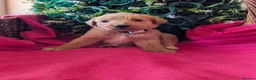 Australian Labradoodle dogs for sale: Stunning Red Australian Labradoodle puppies  - Advert 5
