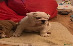 English Bulldog dogs for stud: QUALITY RED AND WHITE BULLDOG STUD DISCOUNT CHIPS in Sunderland - Image 7
