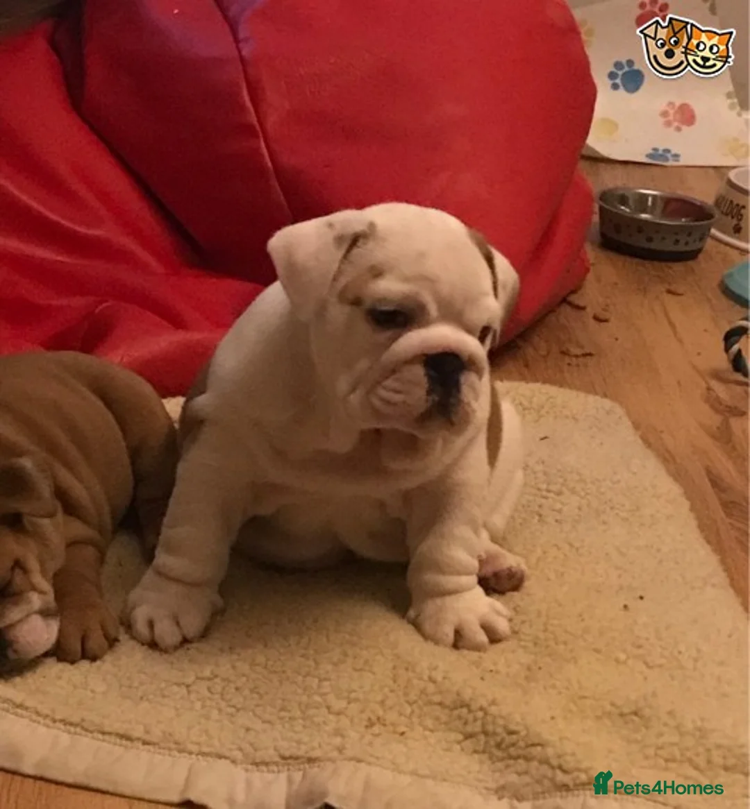 English Bulldog dogs for stud: QUALITY RED AND WHITE BULLDOG STUD DISCOUNT CHIPS in Sunderland - Advert 7