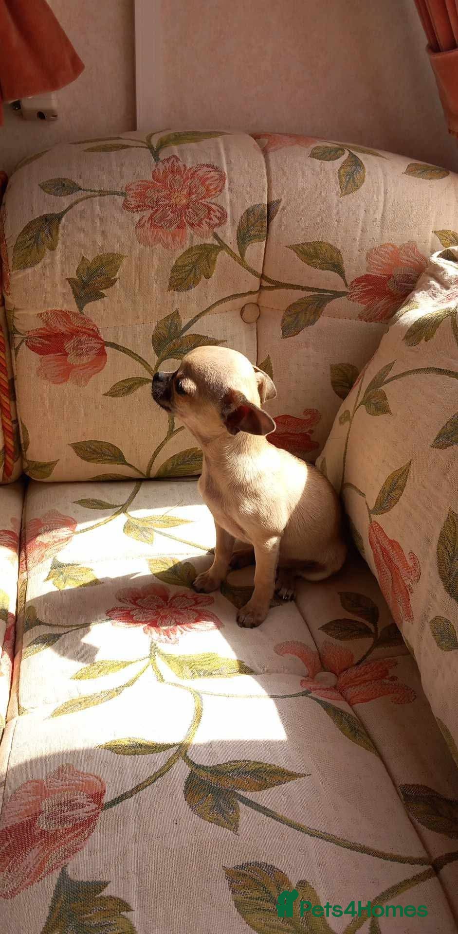 Chihuahua dogs Chihuahua puppies forsale only Girl puppy left - Advert 15