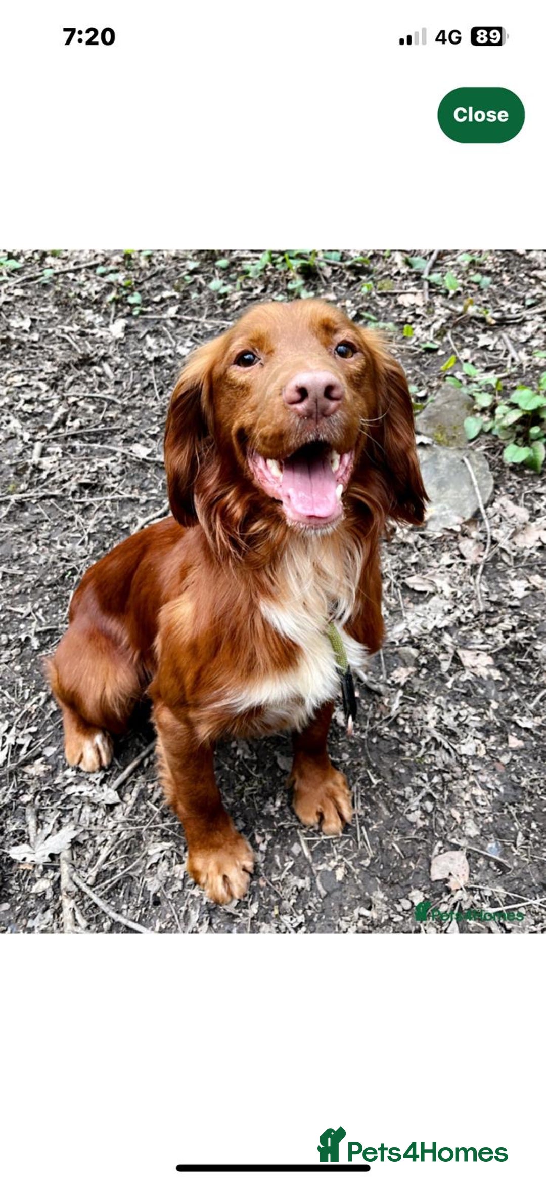 Cocker Spaniel dogs for stud: Handsome working cocker spaniel for stud!! - Advert 5
