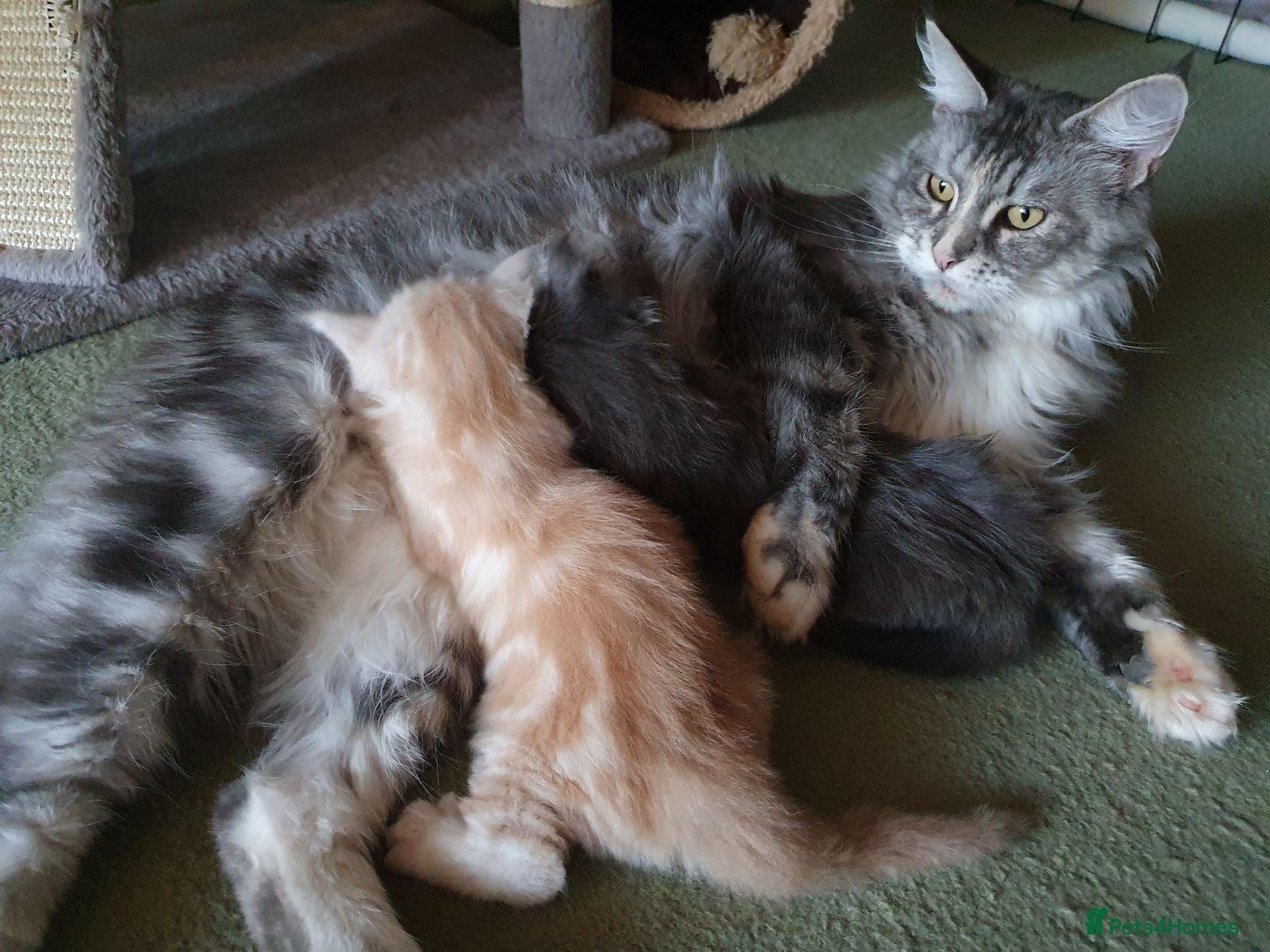 Maine Coon cats TICA Reg 2 Pure Bread Maine coon kittens - Advert 17