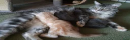 Maine Coon cats for sale: TICA Reg 2 Pure Bread Maine coon kittens - Advert 1