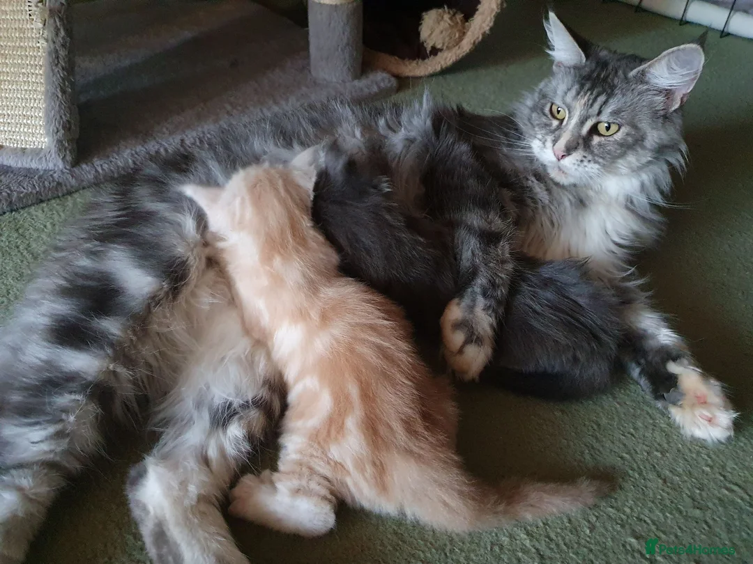 Maine Coon cats for sale: TICA Reg 2 Pure Bread Maine coon kittens - Advert 1