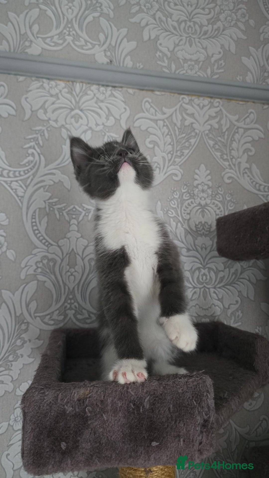 Mixed Breed cats for sale: Stunning Maine Coon Mix Kittens–Ready 15th Feb - Advert 12