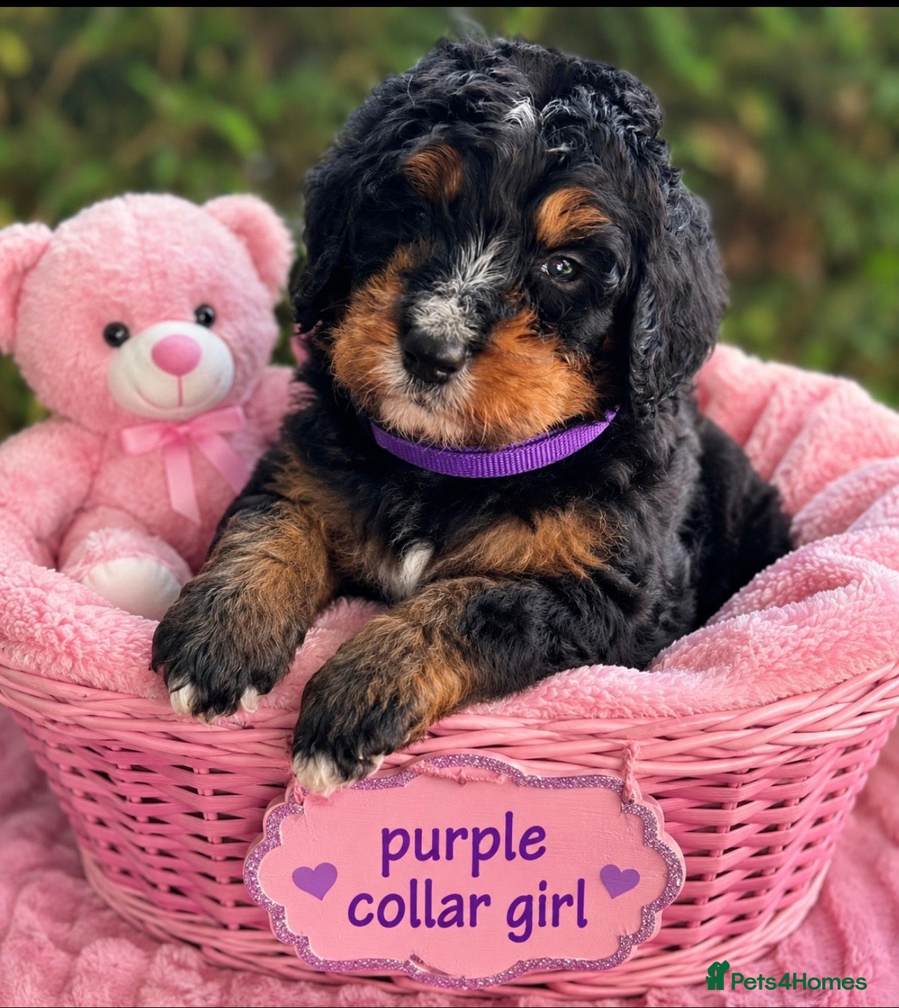 Bernedoodle dogs standard F1 Bernadoodles 3 reserved  - Advert 1