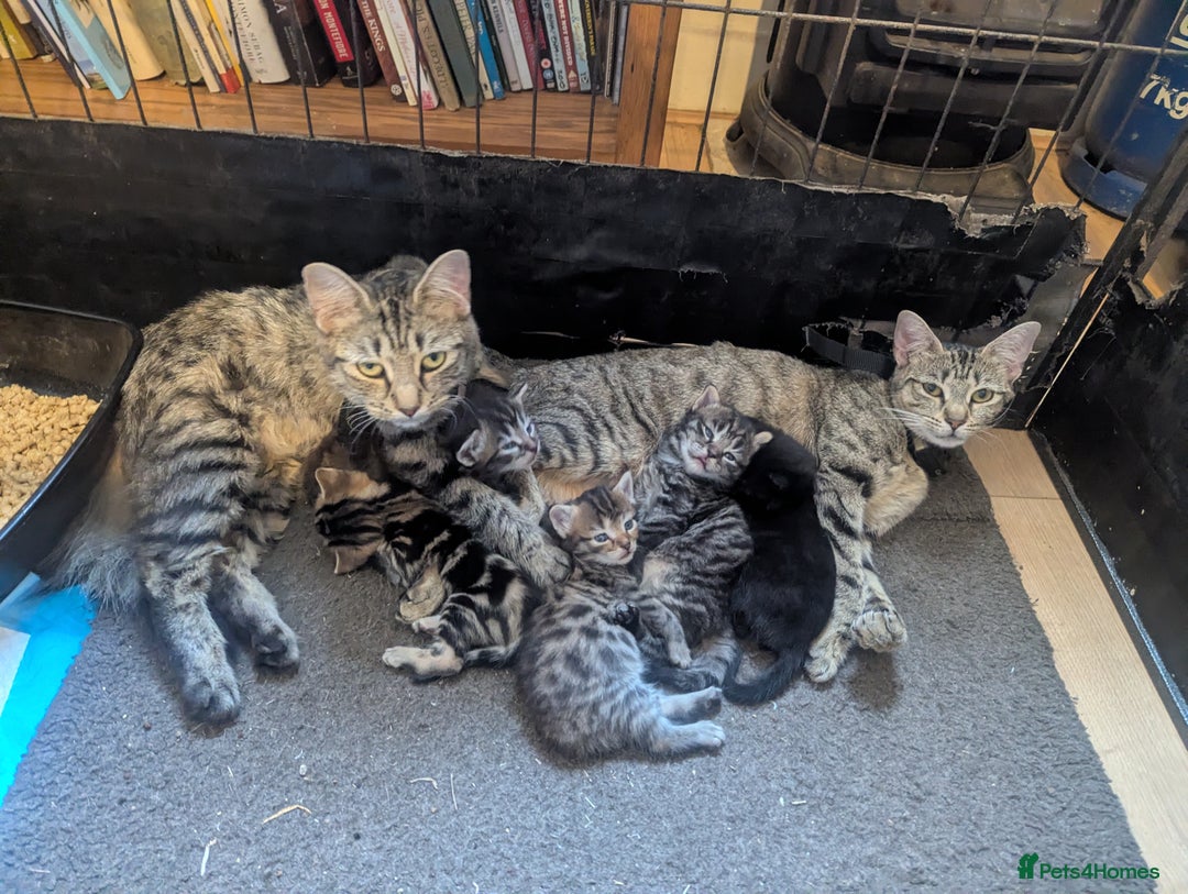 Mixed Breed cats for sale: Beautiful Black Kitten Ready to Go Now - Image 17