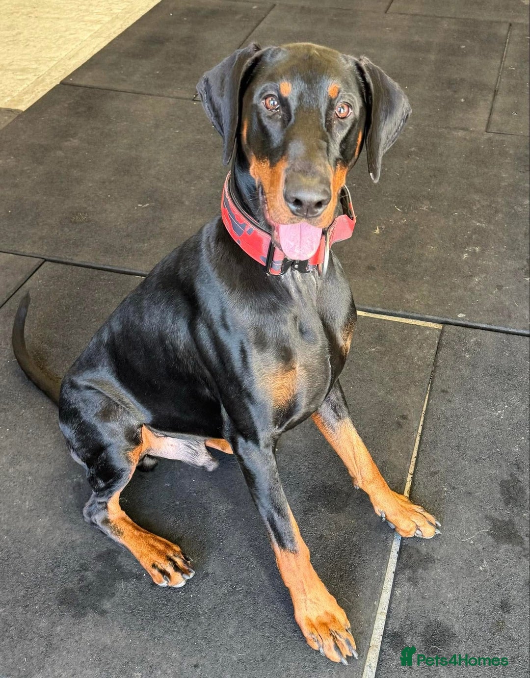 Dobermann dogs for stud: Doberman For Stud - Advert 3