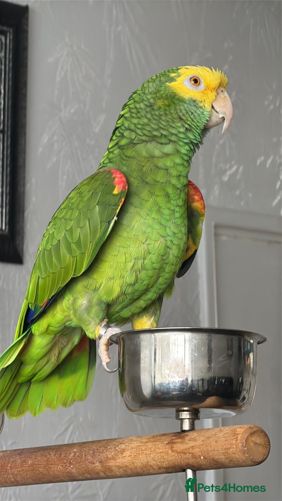 Parrots birds Yellow Headed Amazon - Advert 5