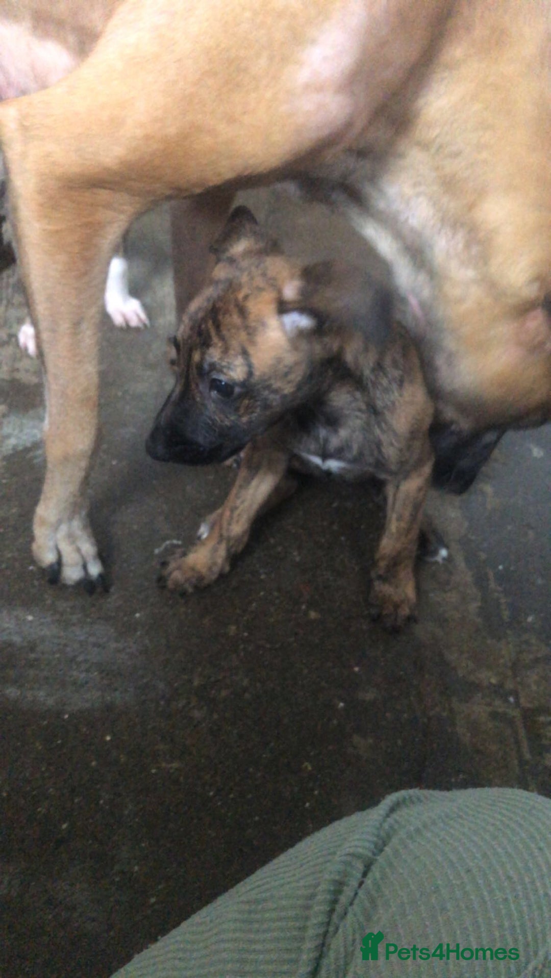 Mixed Breed dogs for sale: Lurcher/greyhound puppies - Image 7