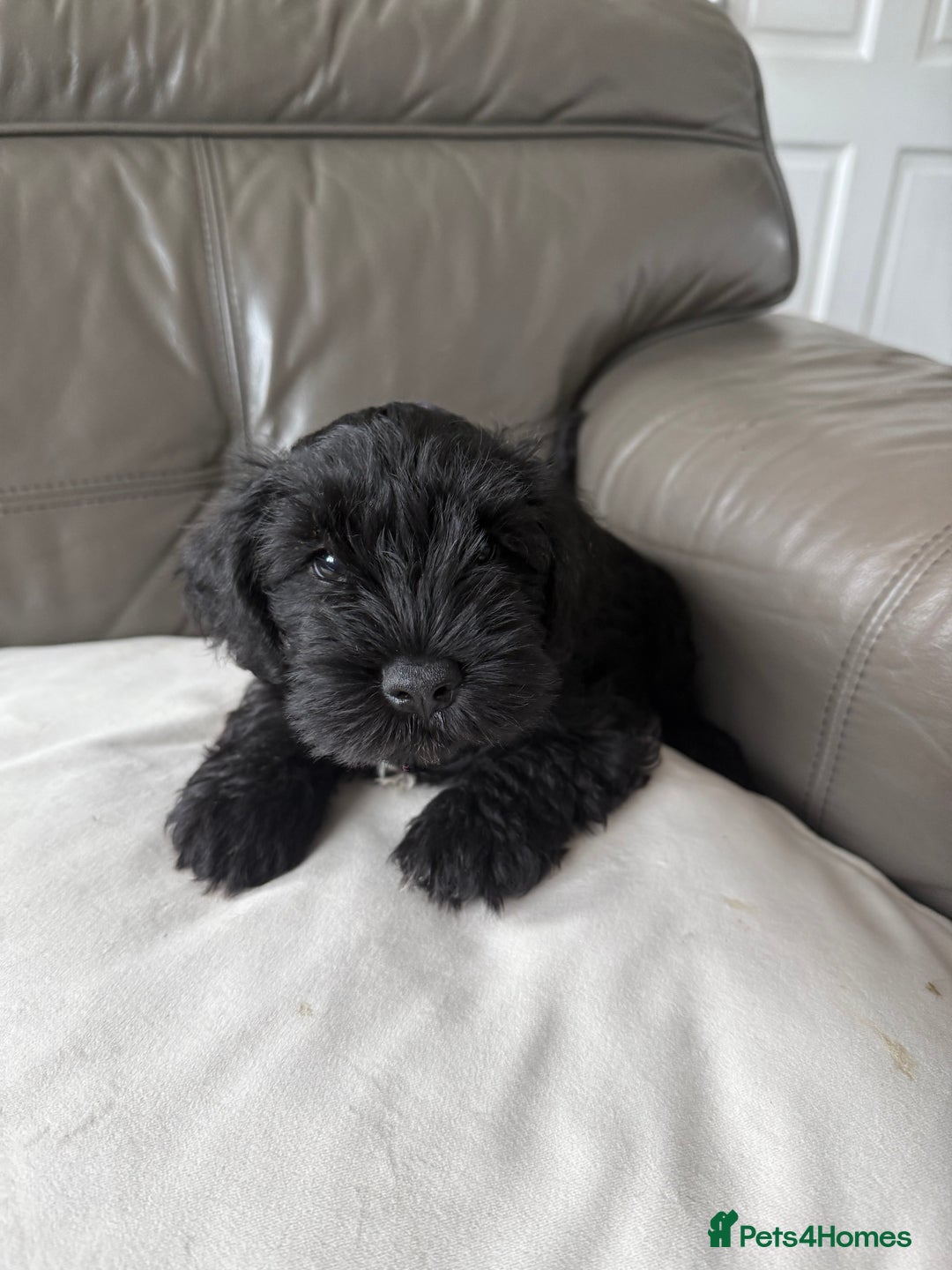 Miniature Schnauzer dogs for sale: KC MAC Quality Black Miniature schnauzers  - Advert 4