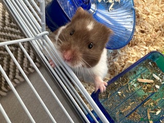 Hamster rodents - Advert 6