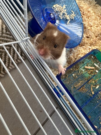 Hamster rodents - Advert 1