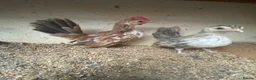 Chickens poultry for sale: Beautiful chickens, please see details for price  - Advert 4