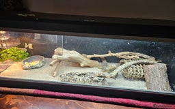 Bearded Dragon reptiles for sale: Bearded Dragon - Image 2