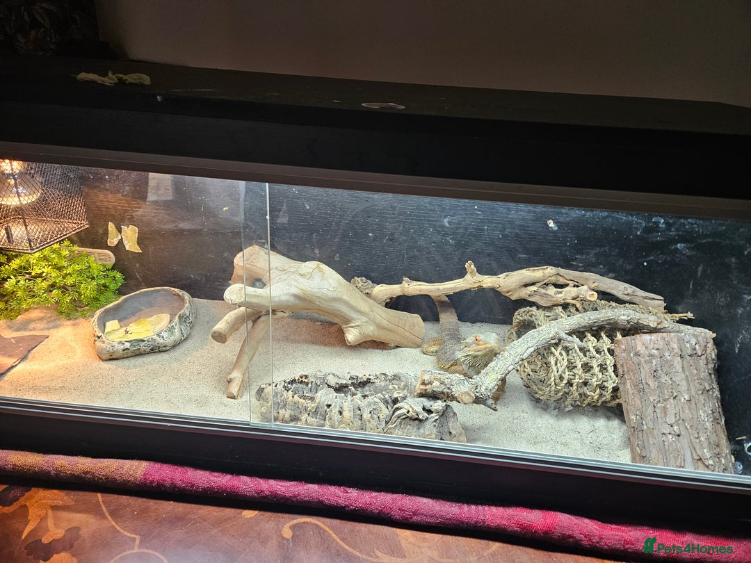 Bearded Dragon reptiles for sale: Bearded Dragon - Image 2