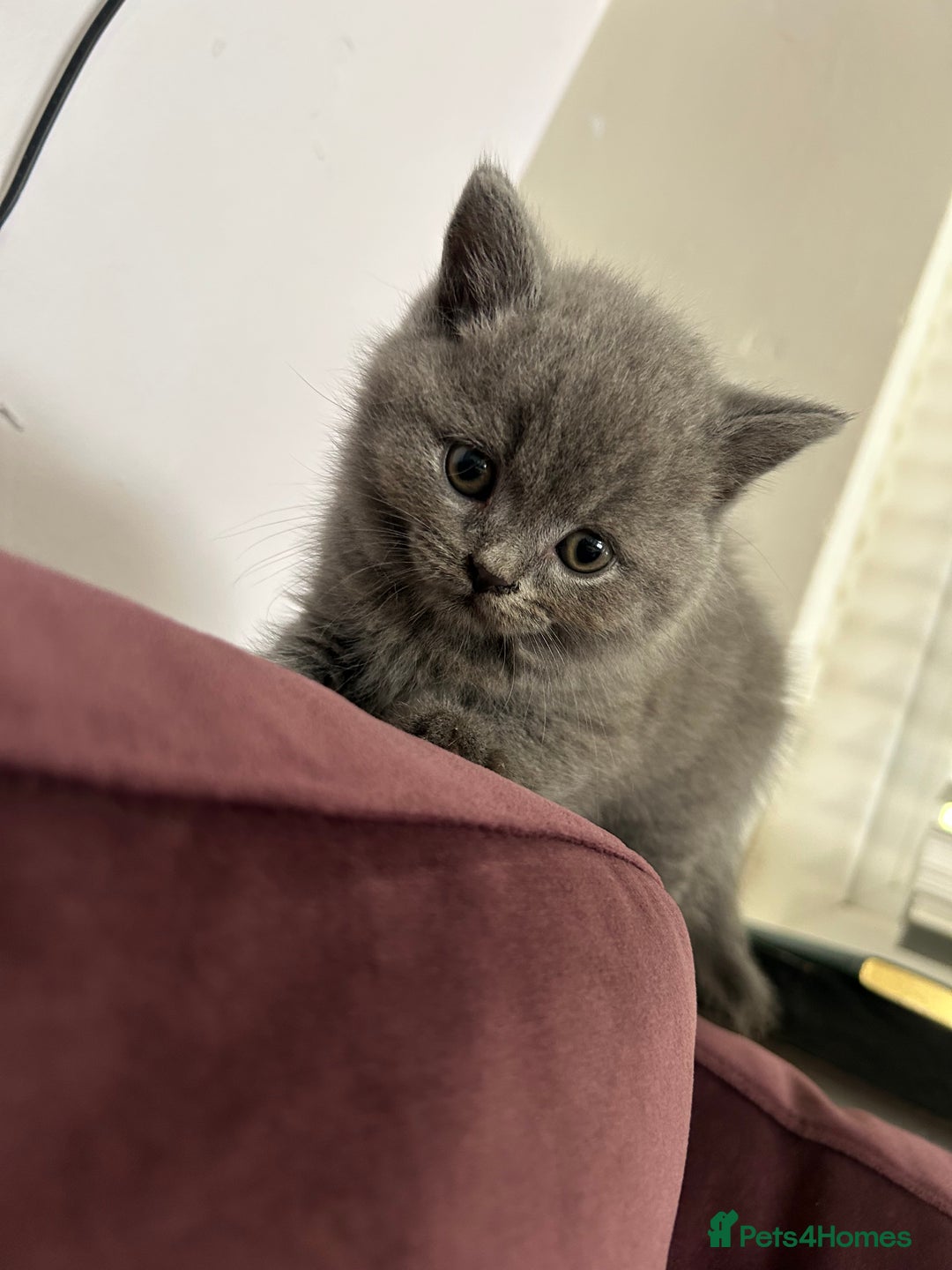 British Shorthair cats for sale: pedigree GCCF kittens available in 2 weeks time! - Image 31