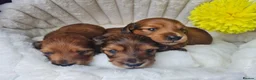 Miniature Dachshund dogs for sale: Lh Miniature Dachshund Puppies,championsblood line in Gainsborough - Advert 20
