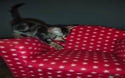 Mixed Breed cats for sale: Kittens - Image 5