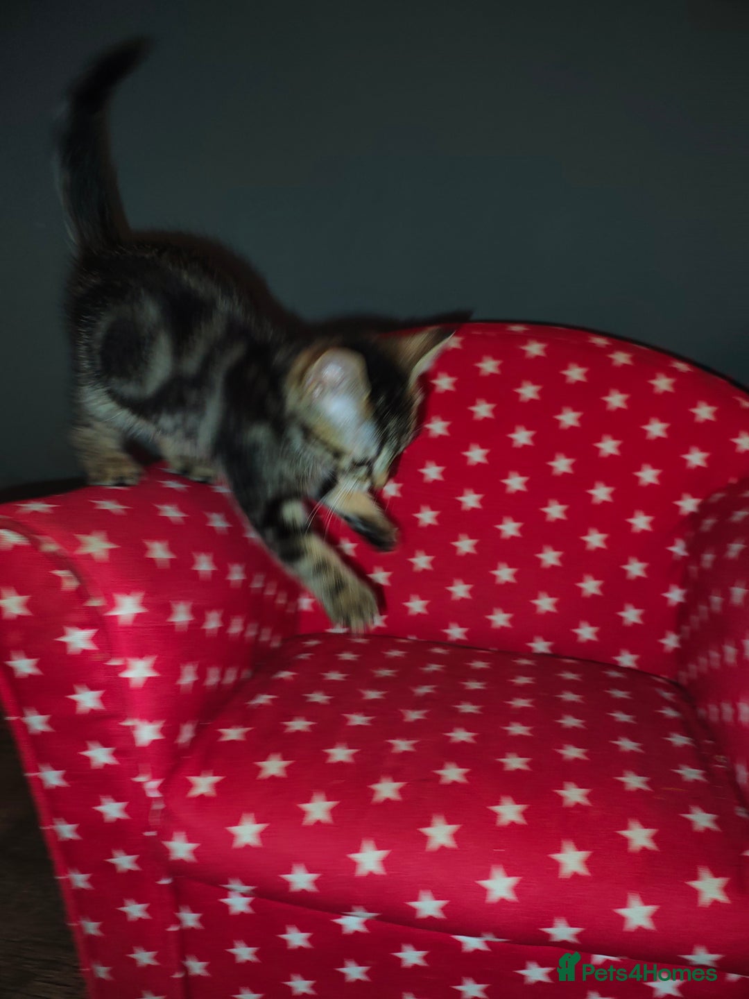 Mixed Breed cats for sale: Kittens - Image 5