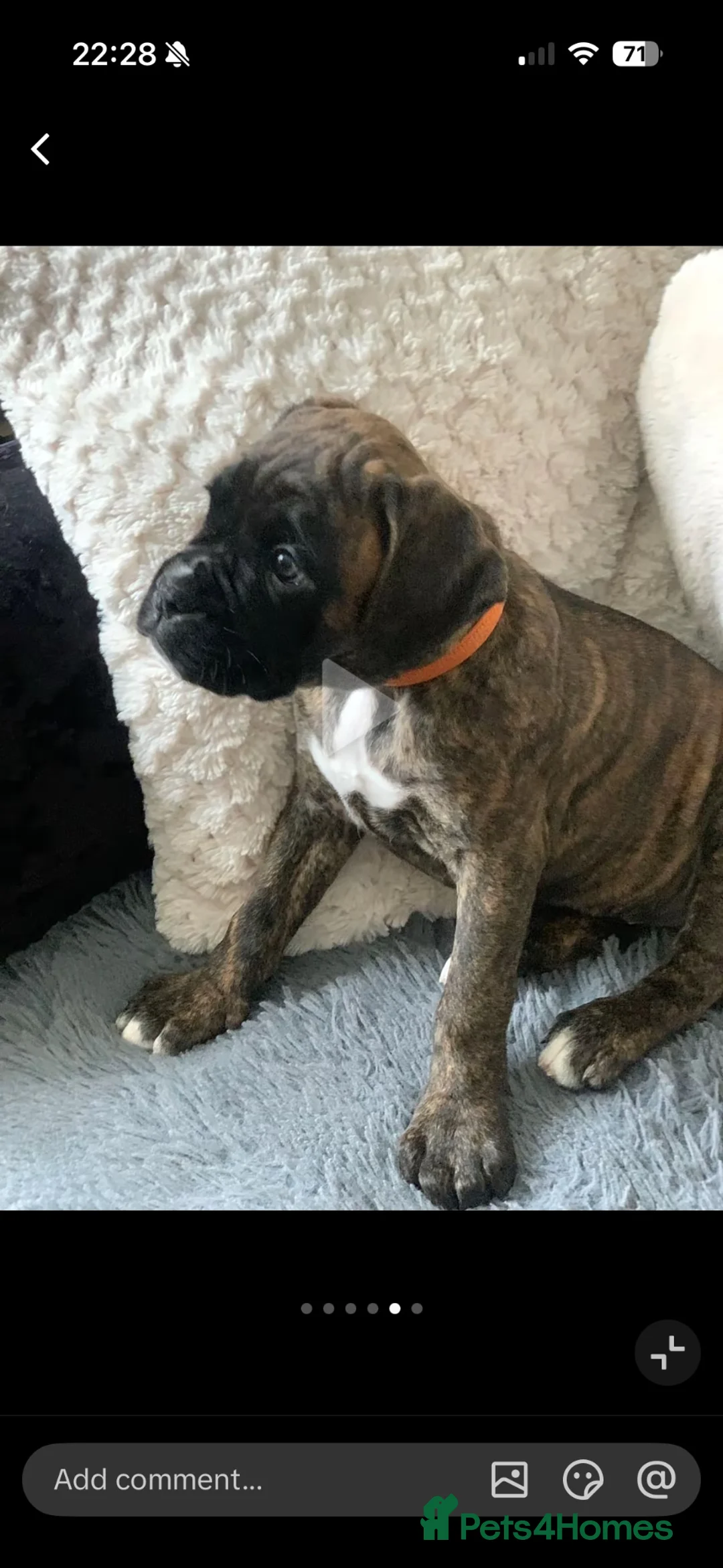 Boxer dogs for sale: Female bobtail brindle boxer puppy in Rotherham - Advert 2