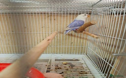 Lovebirds birds for sale:  PIED OPALINE AND GREEN OPA FOR SALE - Image 9