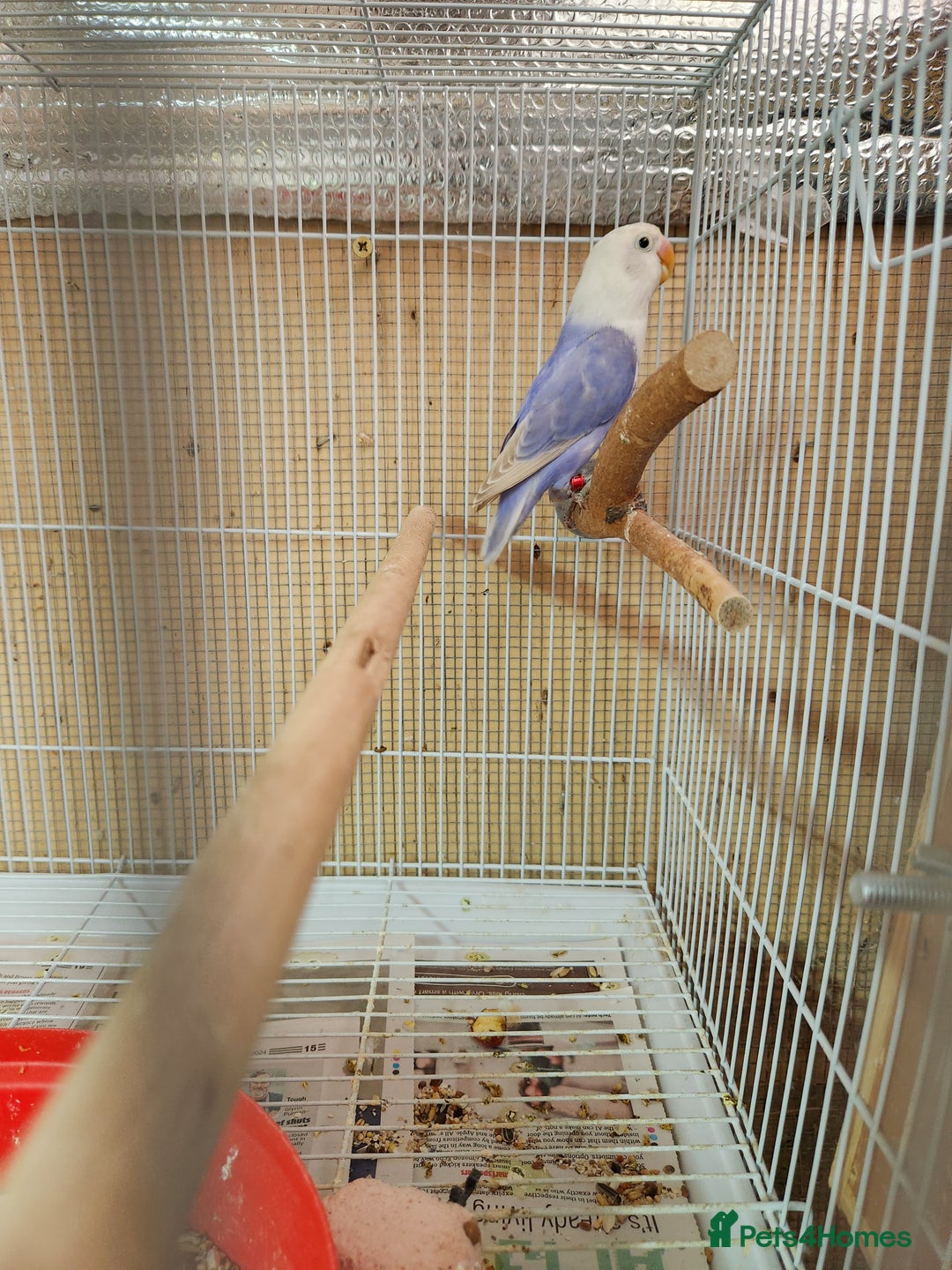 Lovebirds birds for sale:  PIED OPALINE AND GREEN OPA FOR SALE - Image 9