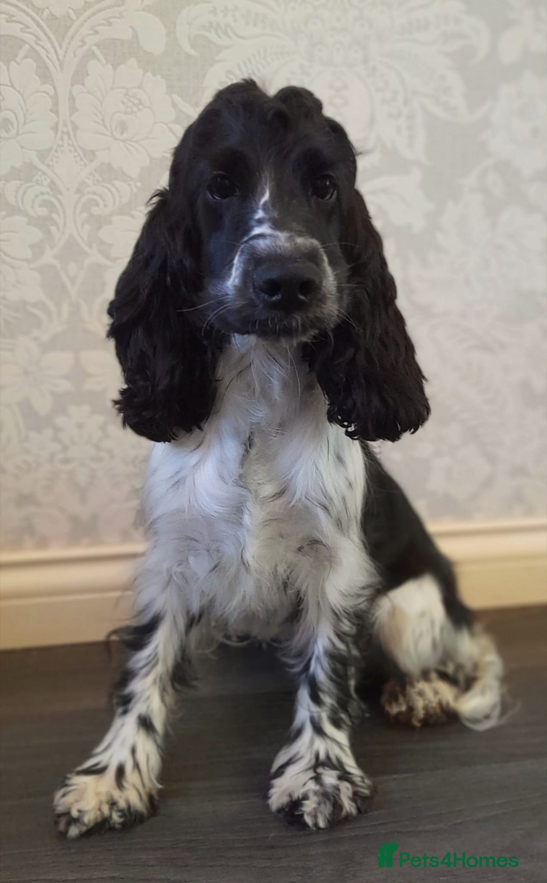 Cocker Spaniel dogs for sale: Handsome Show Cocker Spaniel - Advert 5
