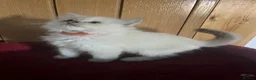 Ragdoll cats for sale: Gorgeous Tica ragdoll kittens  - Advert 17