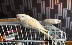 Budgerigars birds for sale: Hand reared baby budgies  - Image 6