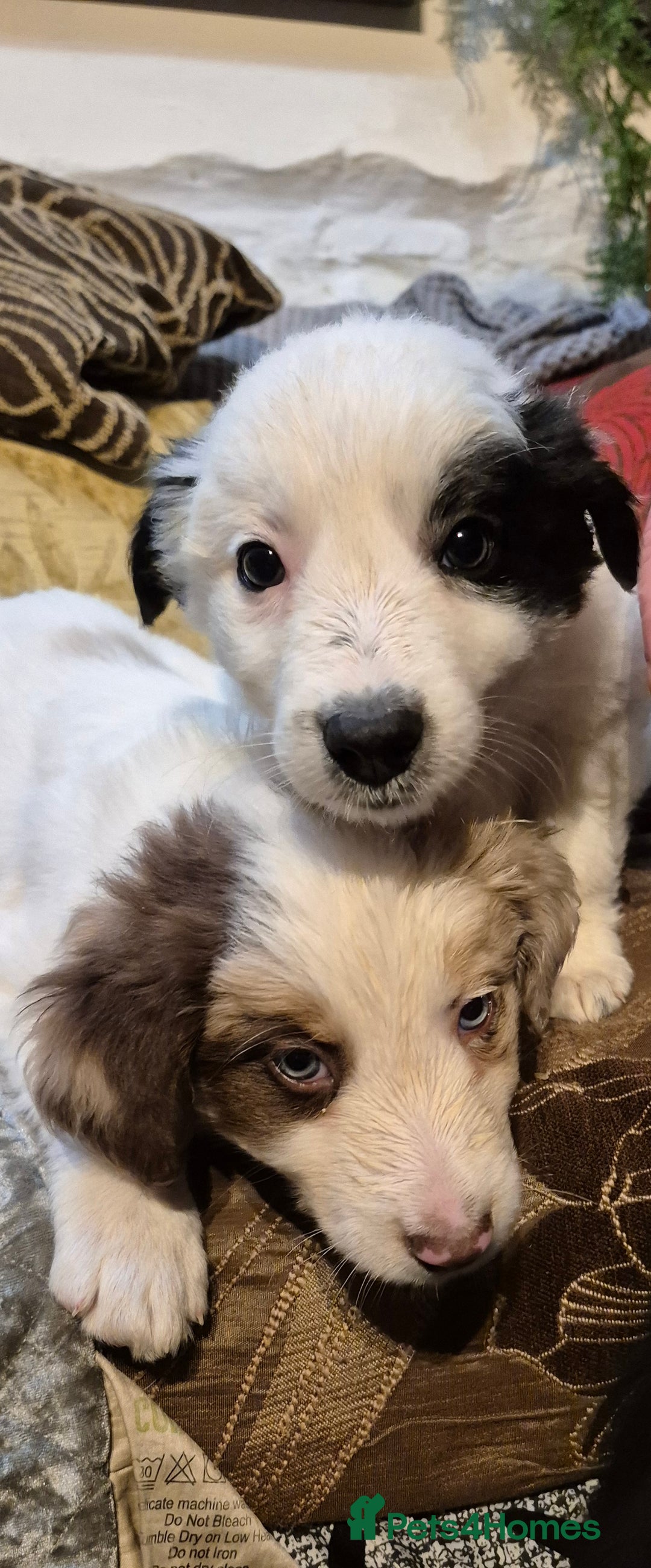 Border Collie dogs for sale: Blue Merles puppies  - Advert 18