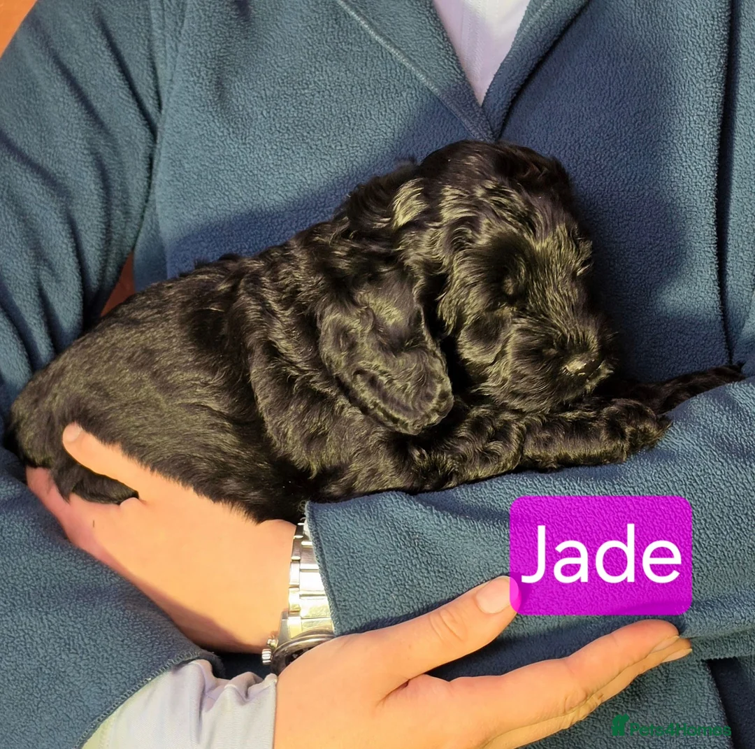 Cockapoo dogs for sale: Stunning cockapoo puppies for sale - Advert 1