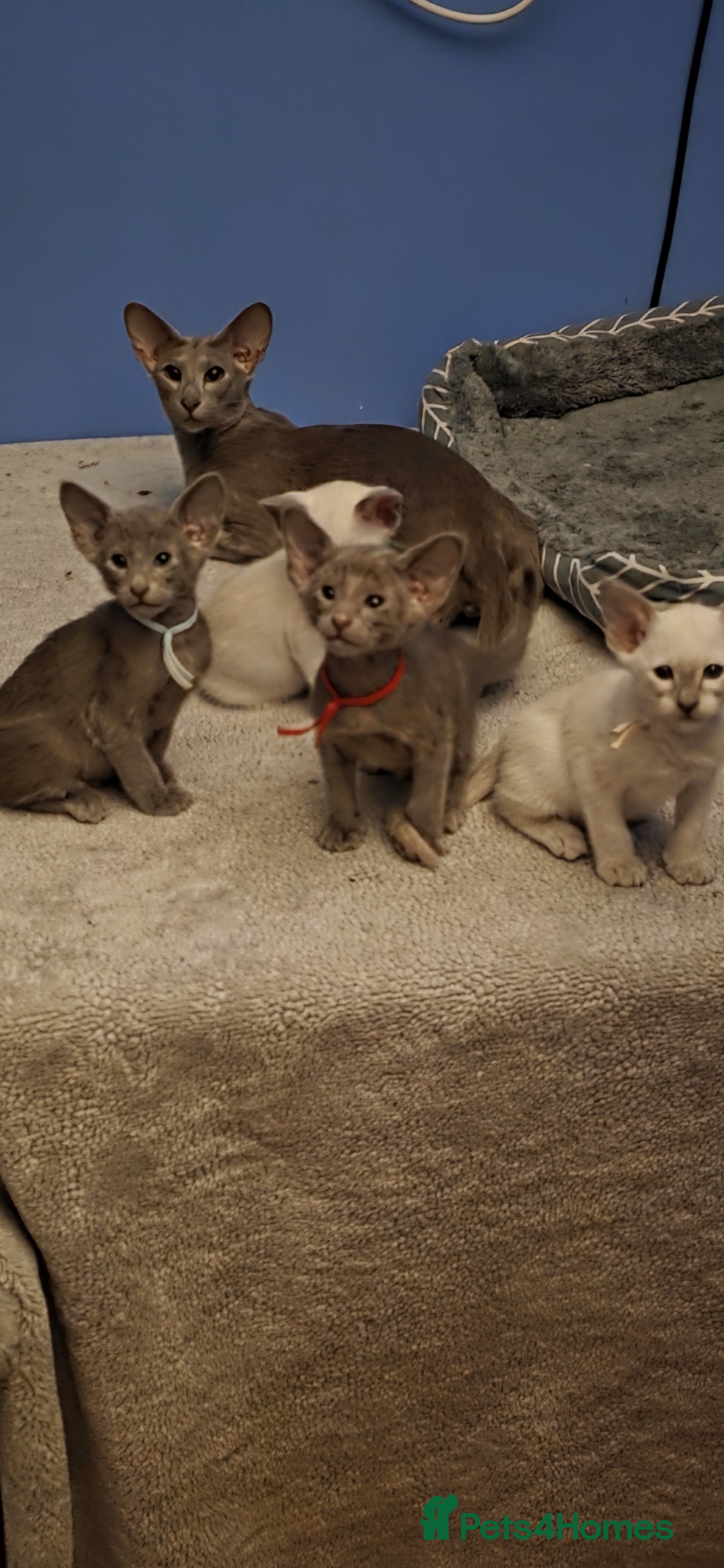 Oriental cats Stunning GCCF Oriental  and Lilac Siamese Kittens  - Advert 3