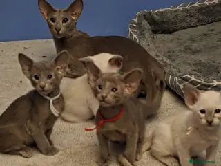 Oriental cats Stunning GCCF Oriental and Lilac Siamese Kittens - Advert 13