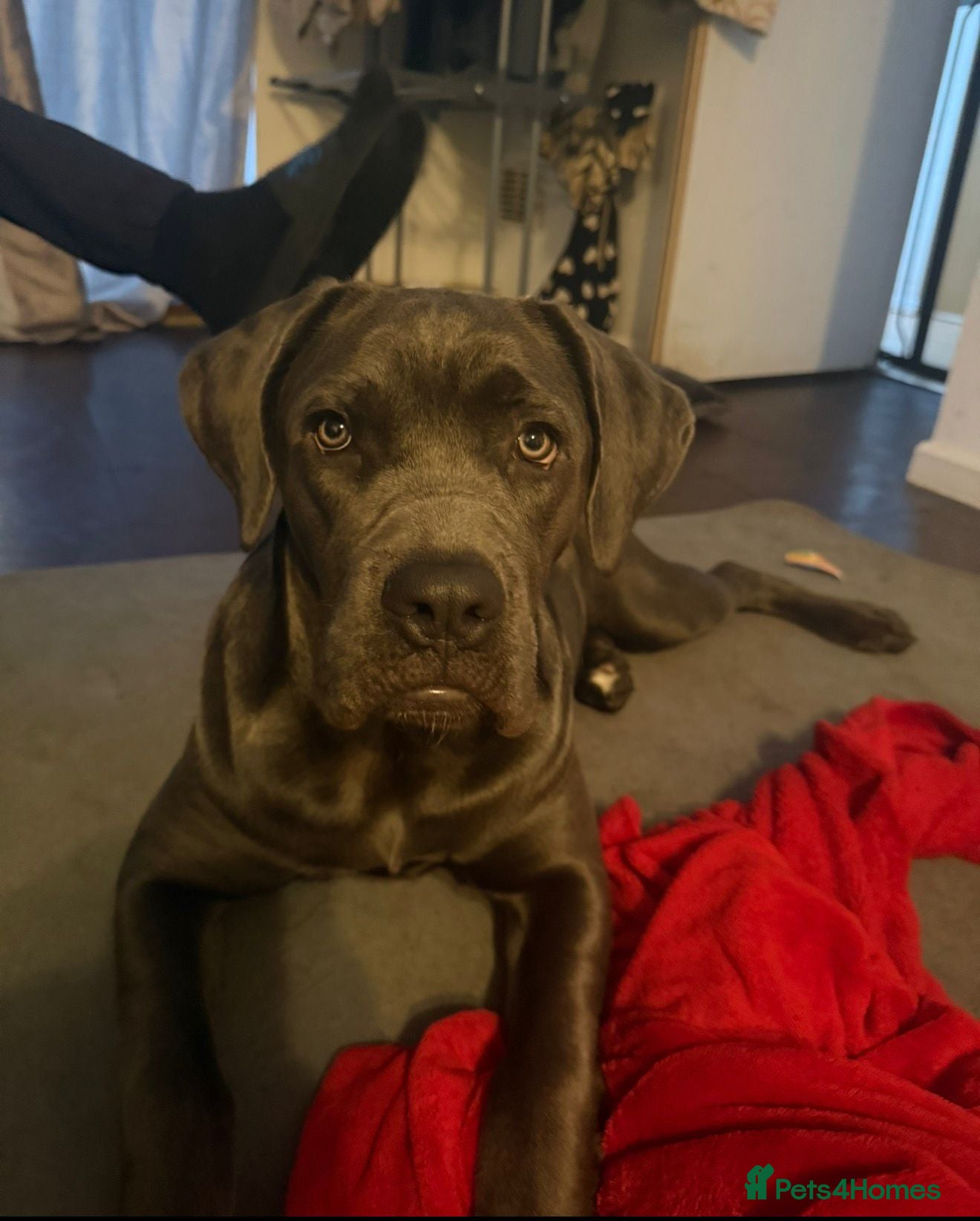 Cane Corso dogs Female cane corso 10 months old - Advert 2