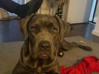 Cane Corso dogs Female cane corso 10 months old - Advert 3