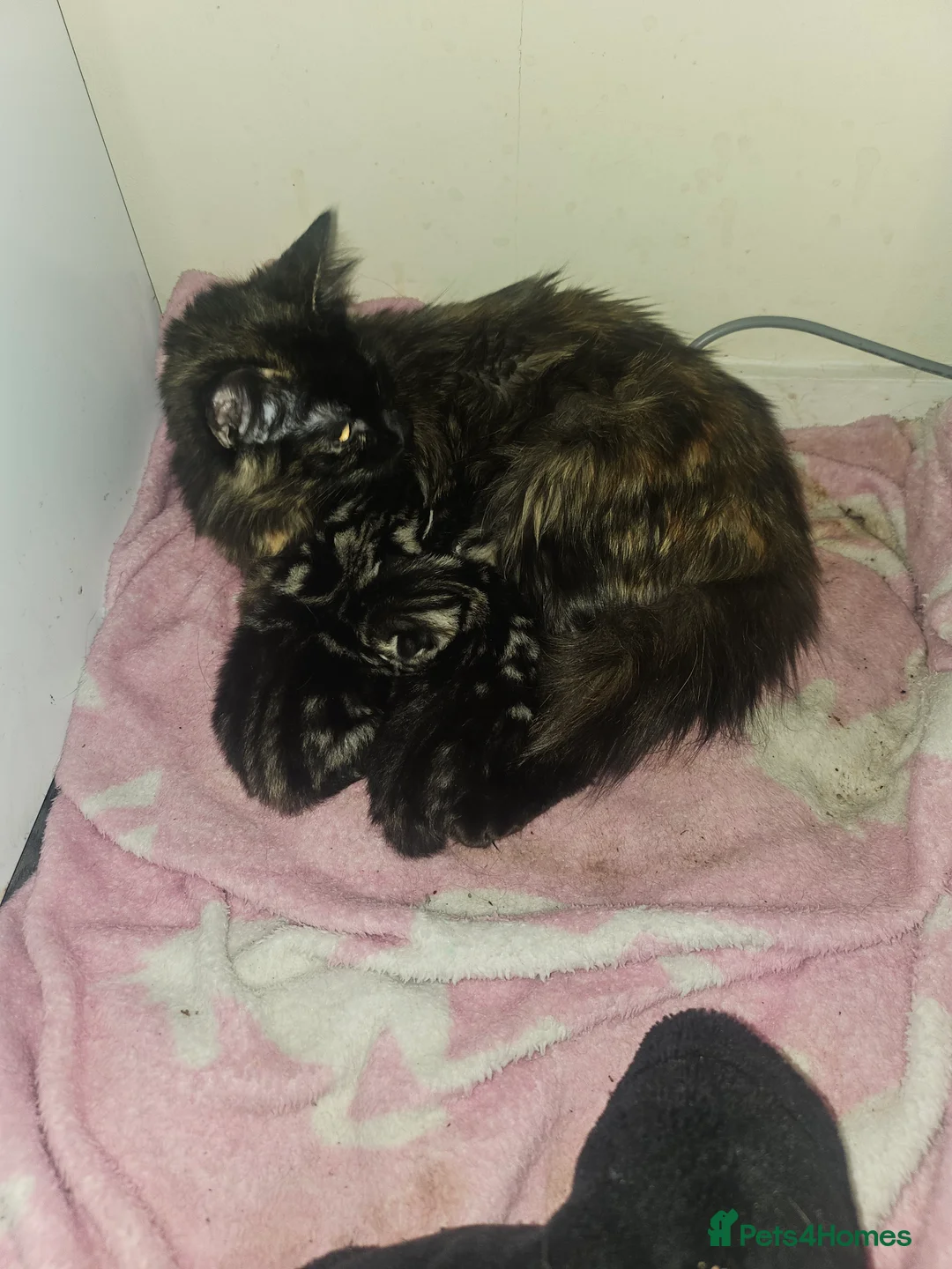 Mixed Breed cats for sale: 3 beautiful kittens ready to go  - Advert 7