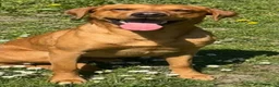 Labrador Retriever dogs for sale: KC Pedigree Labradors for sale  - Advert 8
