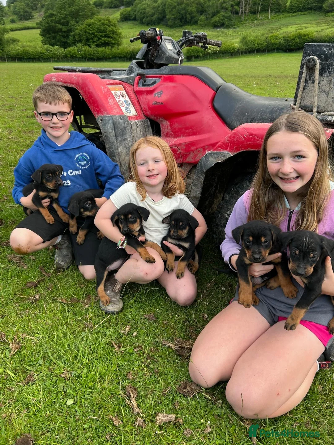 Huntaway dogs for sale: Huntaway puppies - Advert 1