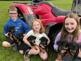 Huntaway dogs Huntaway puppies - Advert 2