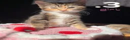 Mixed Breed cats for sale: Beautiful Kittens For Sale in London - Advert 3
