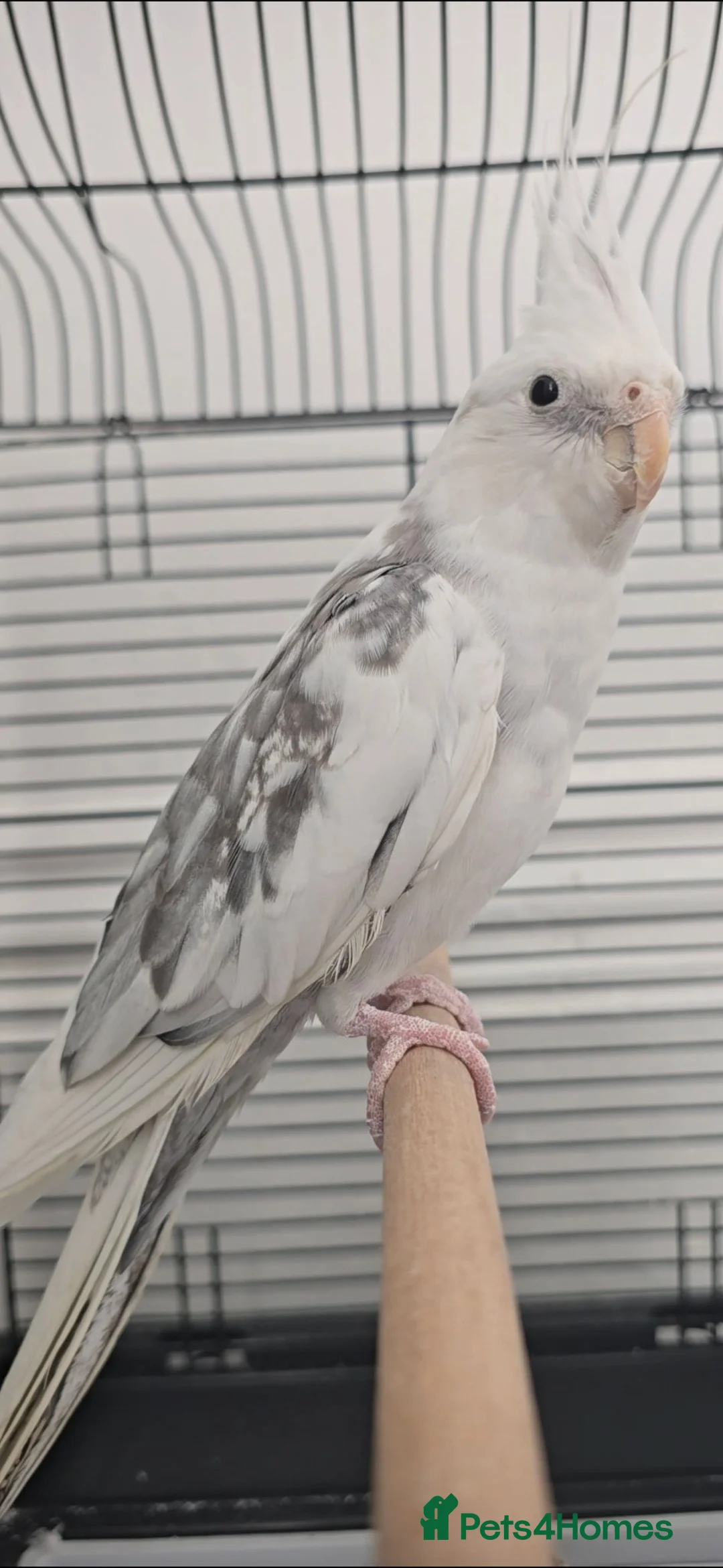 Cockatiels birds for sale: Hand tame cocktail  in Oswestry - Advert 2