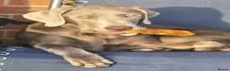 Labrador Retriever dogs for sale: Stunning KC Registered Silver Labrador Boy  in Mansfield - Advert 6