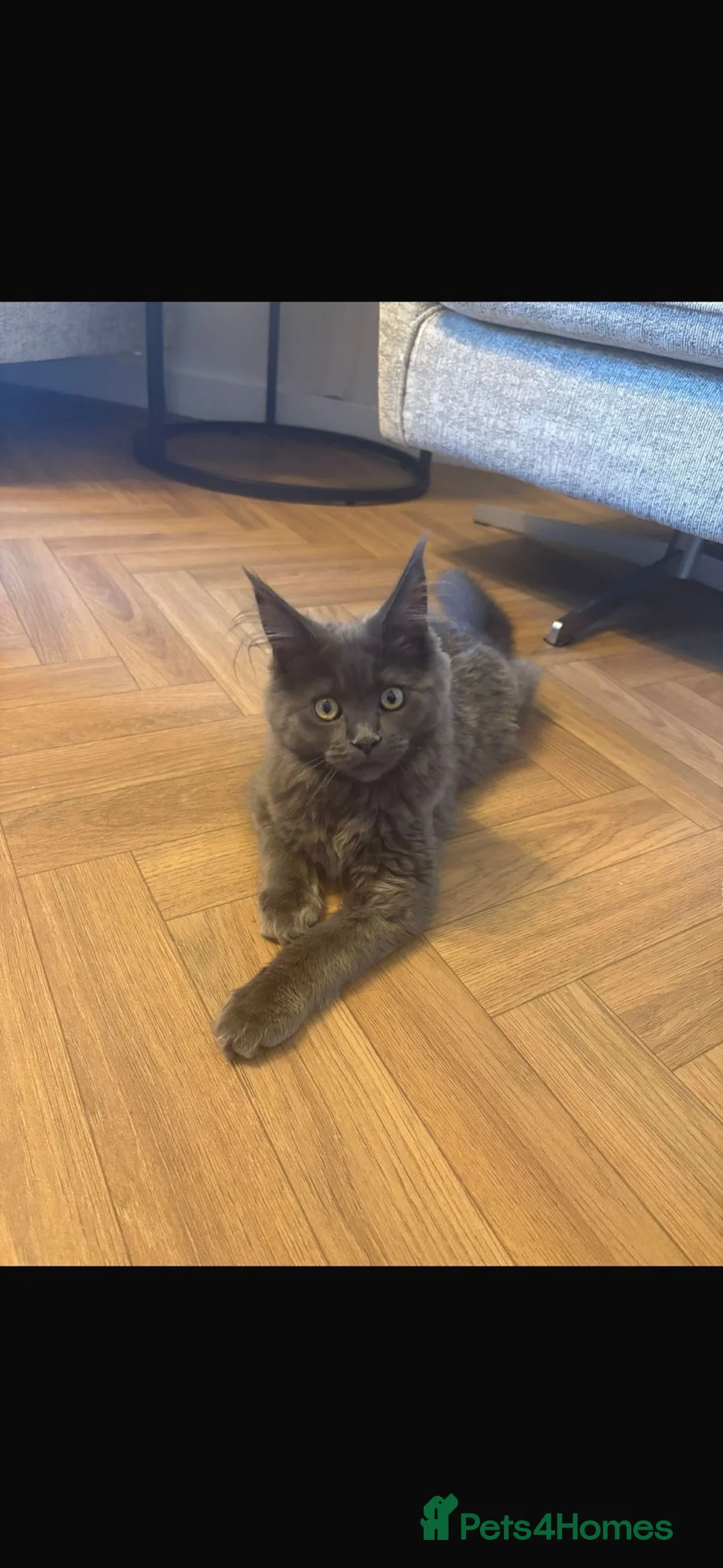 Maine Coon cats for sale: 6 month old main coon kitten in Bristol - Advert 2