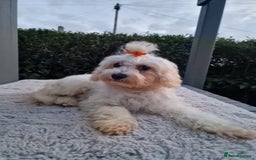 Maltipoo dogs for sale: Olivia M - Image 10