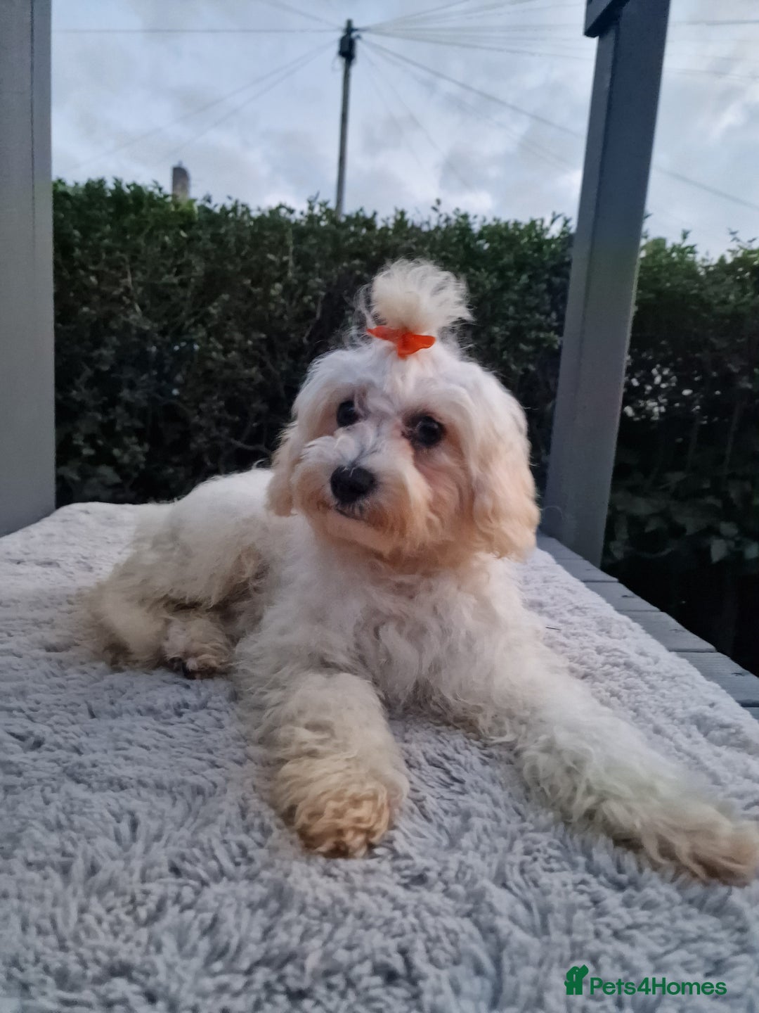 Maltipoo dogs for sale: Olivia M - Image 10