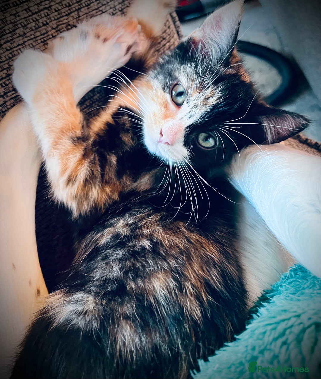 Mixed Breed cats for sale: Calico female  - Image 1