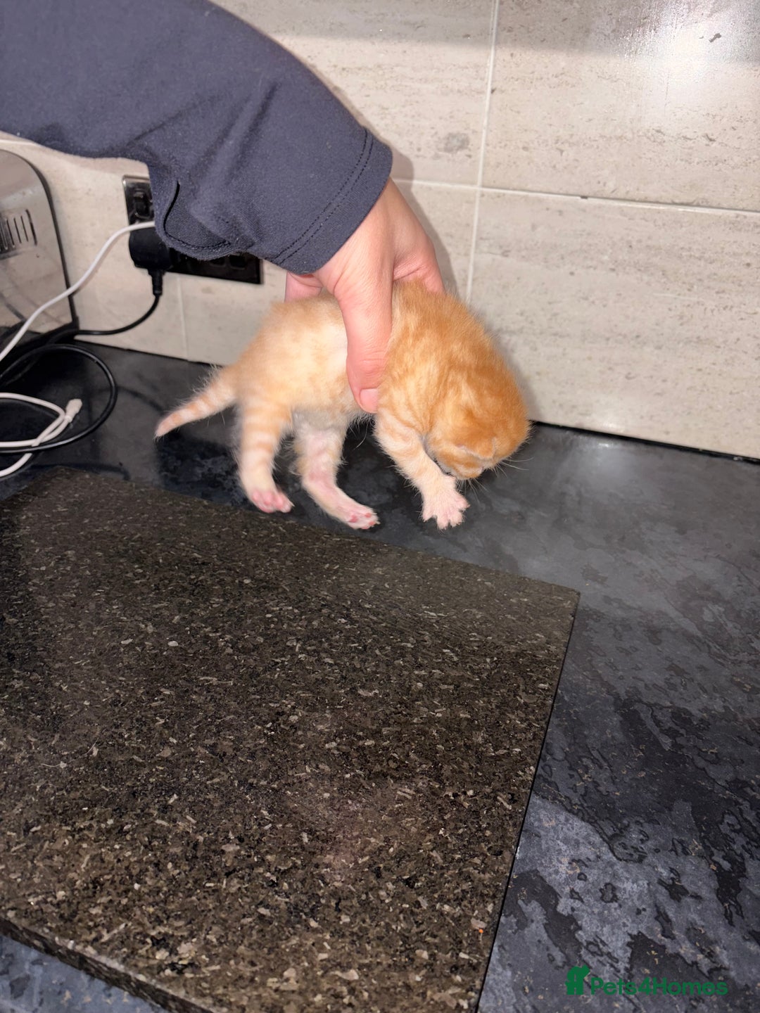 Bengal cats for sale: Bengal mixed Tabby - Advert 11